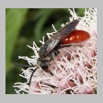 Sphecodes albilabris - Blutbiene 08 13mm.jpg
